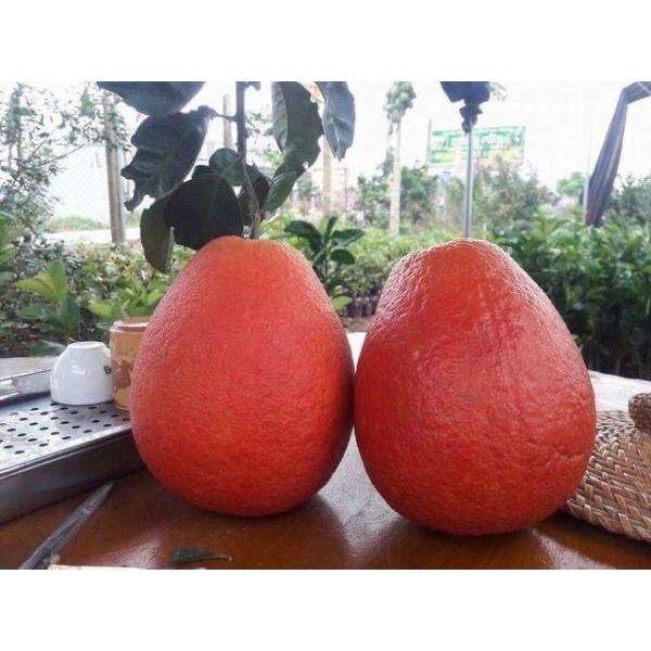 Bưởi đỏ luận văn