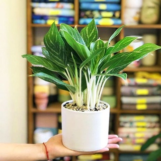 CÂY Bạch MÃ HOÀNG TỬ (CÂY PHONG THỦY)