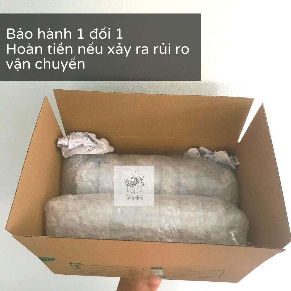 Chậu đất nung, size 10x10cm, trồng cây cảnh, sen đá, xương rồng - Tiệm Thường Xuân