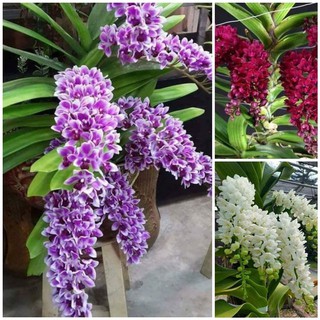 COMBO 3 CÂY GIỐNG LAN ĐAI CHÂU