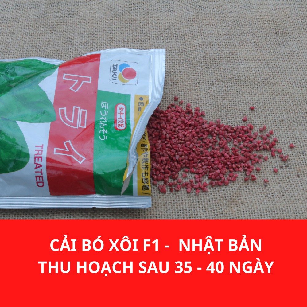 Hạt giống Cải bó xôi F1 Nhật 1gram hạt giống có tính kháng bệnh tốt thời gian sinh trưởng nhanh thu hoạch sau 35 ngày