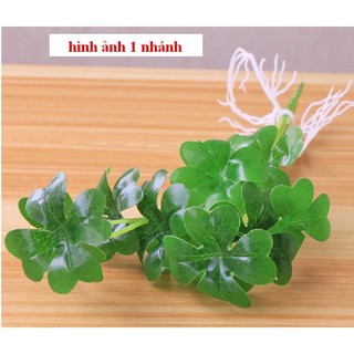 Cây Trang Trí- Cỏ Bốn Lá May Mắn