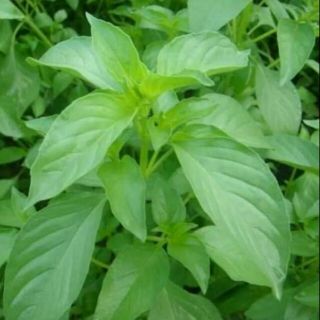 Hạt giống é trắng ( tự thu hái 100-150 hạt )