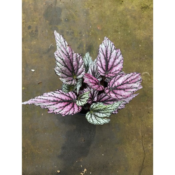 Chậu cứng Begonia Hugh Mc Lauchlan