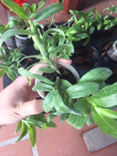 Trầm 6 mắt hàng giống