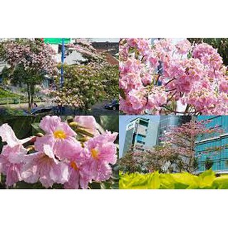 CÂY GIỐNG KÈN HỒNG