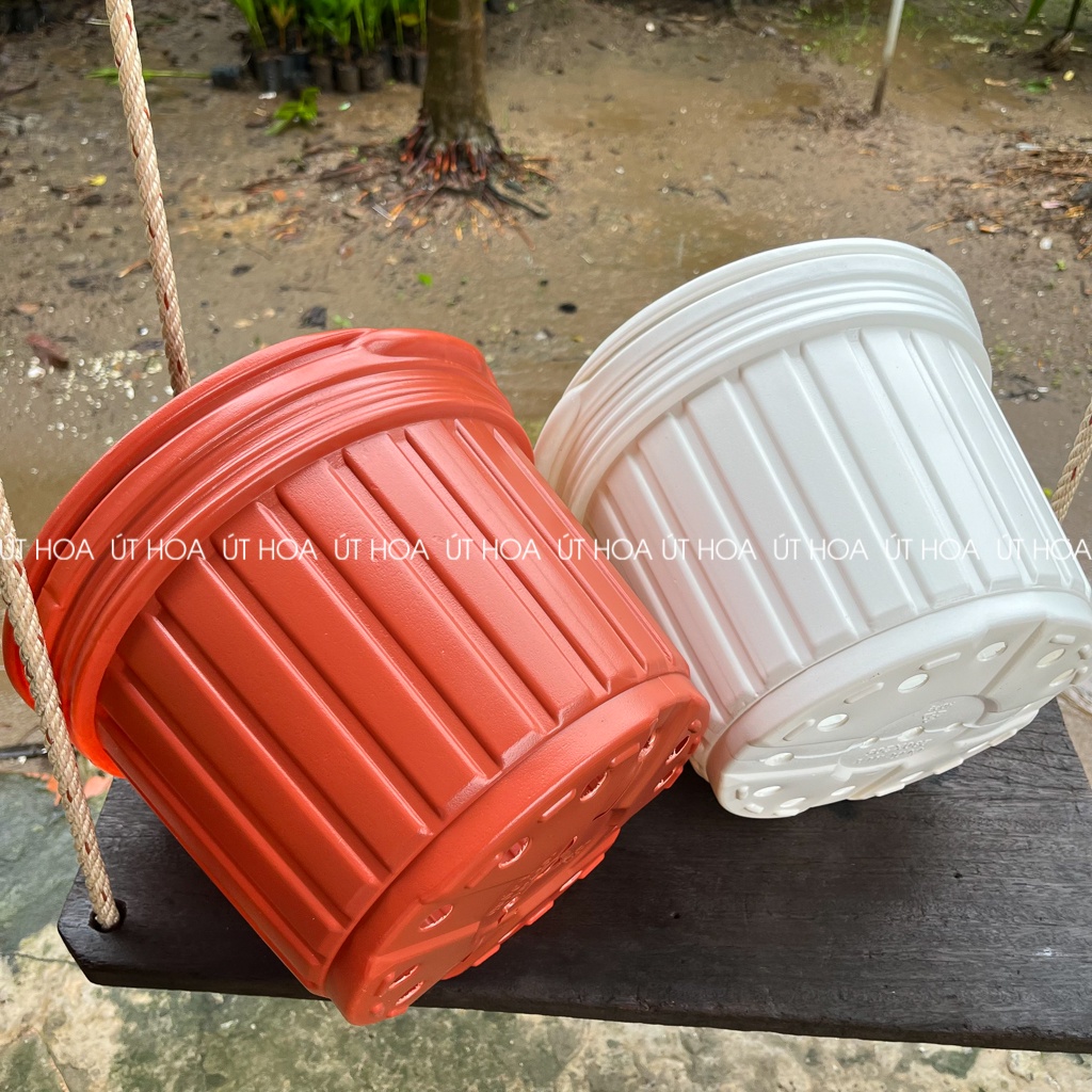Chậu nhựa Sọc QH 230x160 trồng hoa vạn thọ Tết