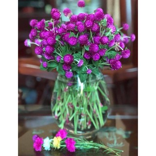 HẠT HOA BÁCH NHẬT TÍM MÀU TÍM (gói 500 hạt)