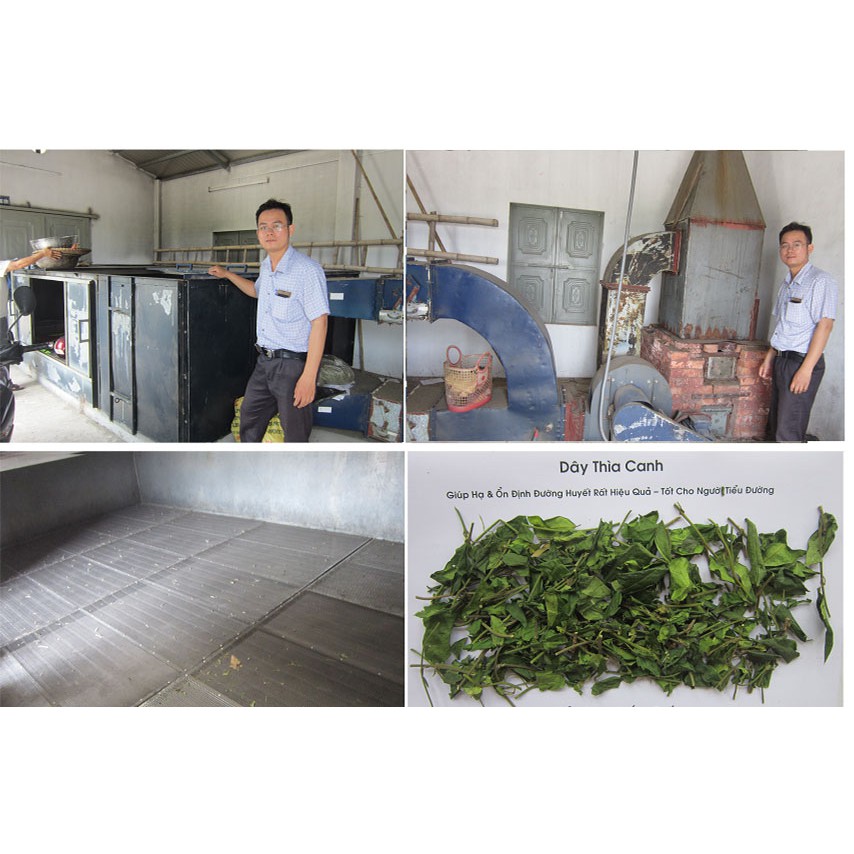Dây thìa canh Hải Hậu