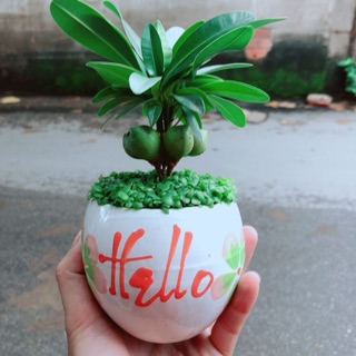 Chậu cây may mắn tài lộc