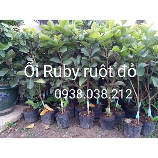 CÂY GIỐNG ỔI RUBY RUỘT ĐỎ KHÔNG HẠT