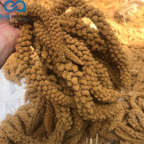 Hạt kê chùm dành cho chim cảnh, vẹt, yến phụng, hamster - Cung cấp dinh dưỡng cho thú cưng - Túi 1kg