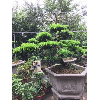 5 CÂY TÙNG LA HÁN