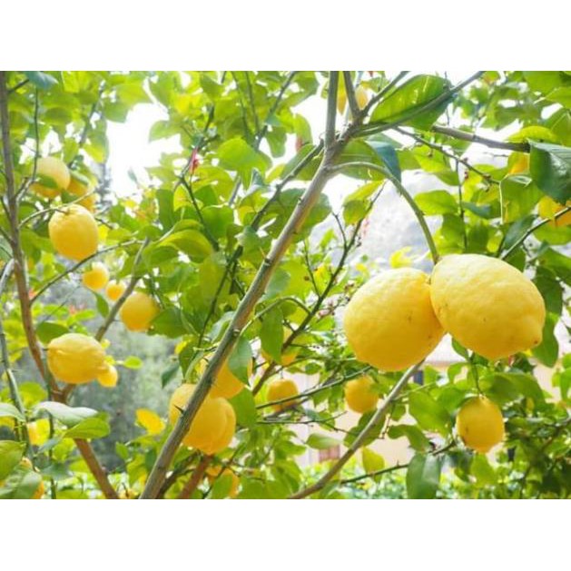 [Xả - Cắt Lỗ ] Cây Chanh Vàng Mỹ