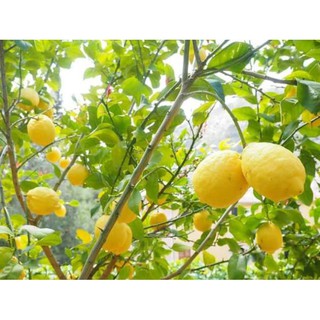 [Xả - Cắt Lỗ ] Cây Chanh Vàng Mỹ