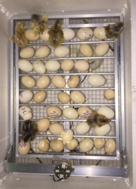 Máy ấp trứng Ánh Dương đảo tự động 56 trứng hoàn thiện