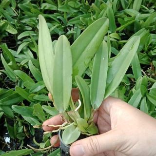 Hoa lan giống chọn màu