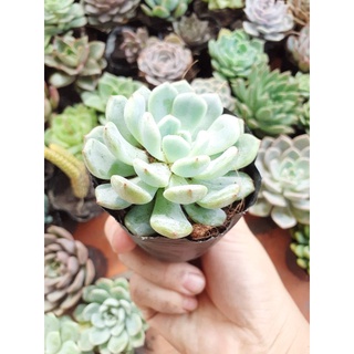 Sen đá ruby trắng