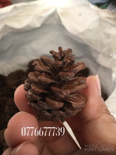 Combo 1.5kg loại lớn - 1kg loại trung - 0,5kg loại nhỏ trái thông đà lạt