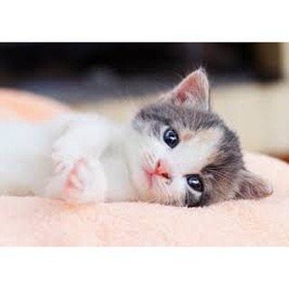 sữa mèo precaten