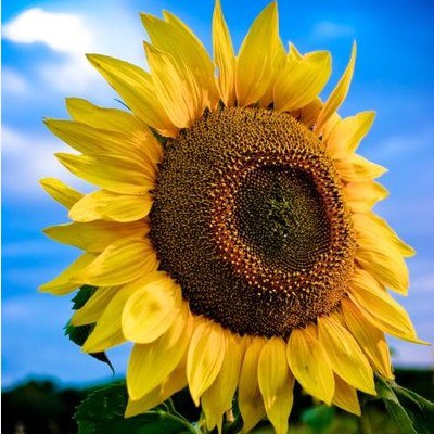 lanbena-nanali.vn, Cửa hàng trực tuyến | BigBuy360 - bigbuy360.vn