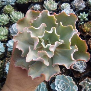 Sen bắp cải trung