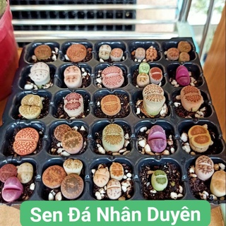 Sen mông - thạch lan giá sỉ