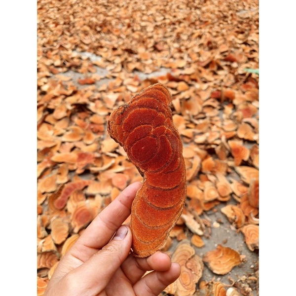 Combo 2 kg huyết đằng nguyên chất phơi khô