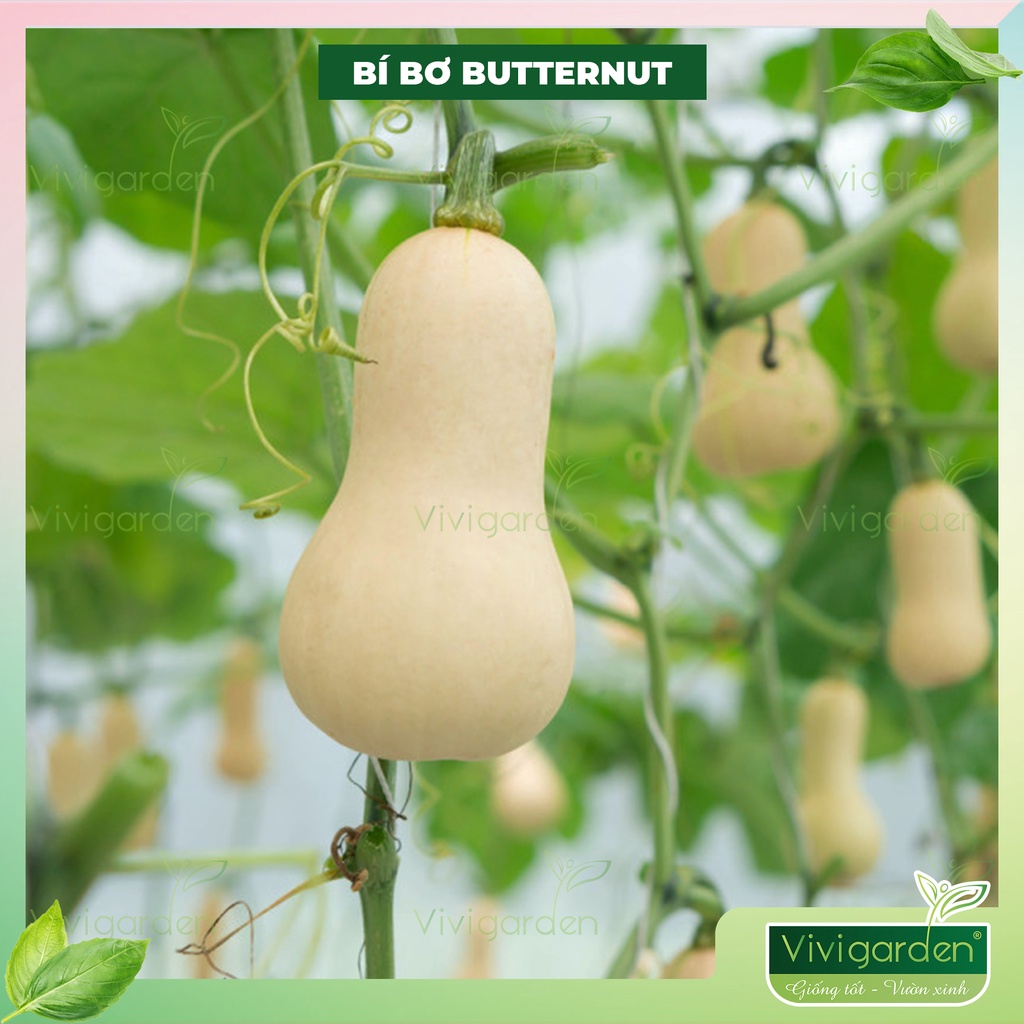Hạt giống Bí Bơ  Mỹ BUTTERNUT, siêu ngon, ngọt dẻo thơm, sai quả dễ trồng chịu nhiệt tốt giống Mỹ Johnny Seeds
