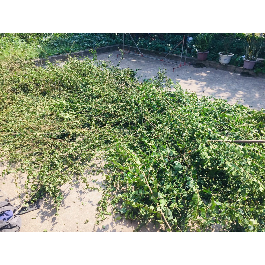 Lá găng khô làm thạch xanh khô 500g,1kg