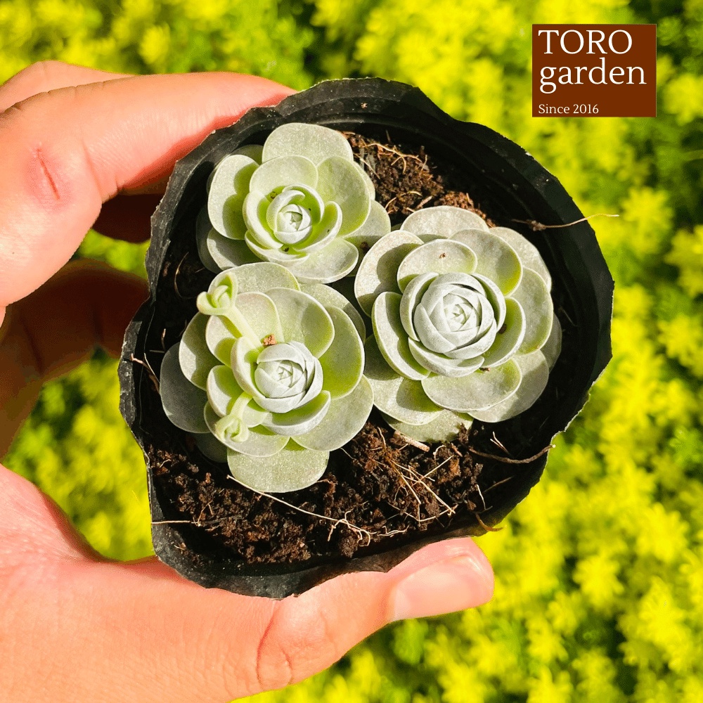 Sen đá dù tròn Đà Lạt size bé cây cảnh trang trí nhà cửa Toro garden