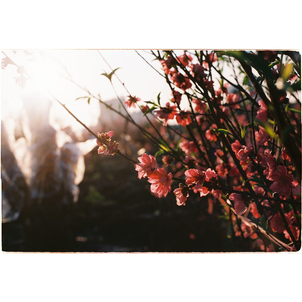 Film Âm Bản Kodak UltraMax 400 - 36exp - Date T8/2025