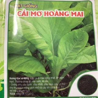Hạt giống Cải mơ Hoàng Mai 🍀