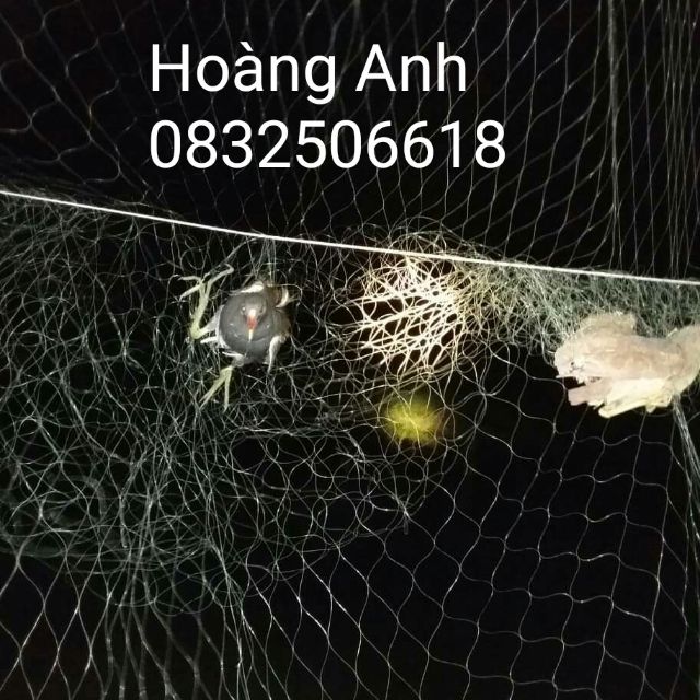 Lưới  Ch-im Đêm M-ắt Đỏ dài 50m -100m cao 6m