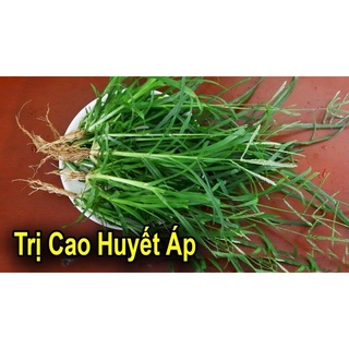 cỏ mần trầu tưoi