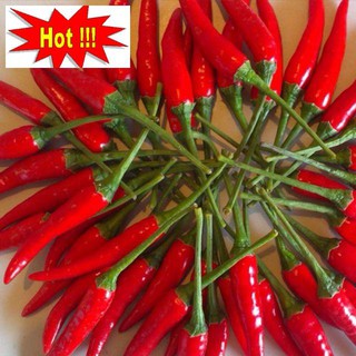 Hạt giống ớt chỉ thiên siêu cay 20 hạt