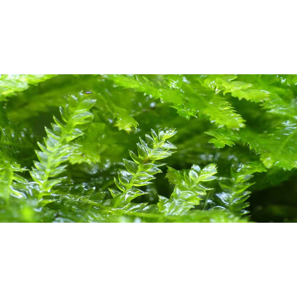 [GIÁ RẺ VÔ ĐỊCH] Rêu Weeping thủy sinh gắn lũa - bán cạn (10x15)