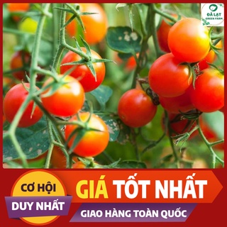 🍅Hạt giống Cà Chua Bi Chùm_30 Hạt🍅