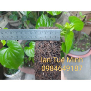 { GIÁ TẬN GỐC }  CHẬU DỚN TRỒNG LAN (DỚN ĐĨA).