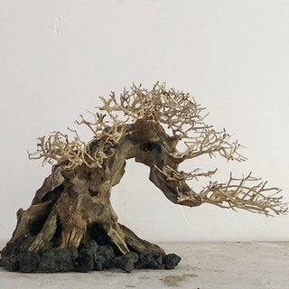 LŨA BONSAI - LŨA THUỶ SINH - Bonsai Mini Linh Sam Ghép Tán Xương
