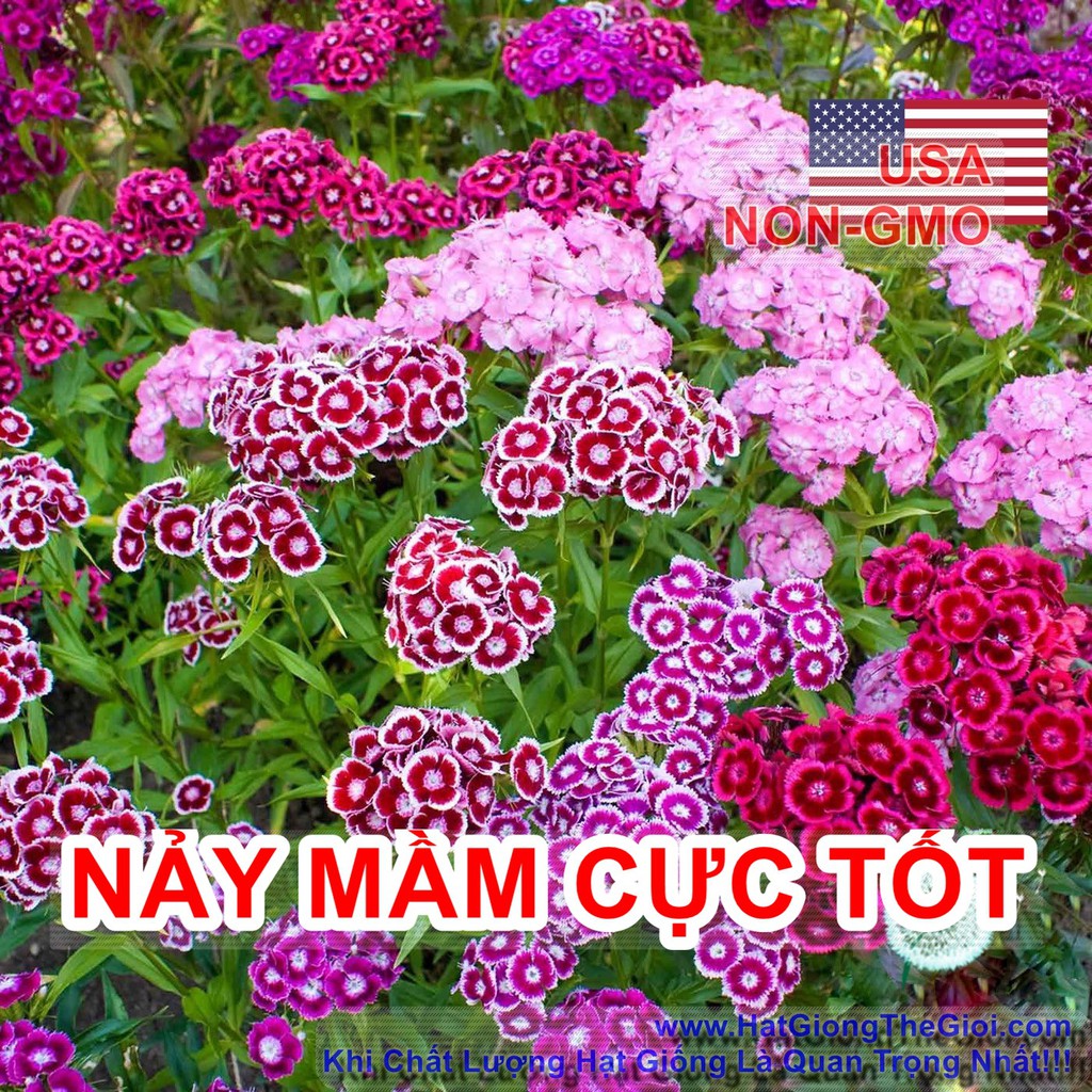 100h Hạt Giống Hoa Cẩm Chướng Chùm Kép Mix William (C6.303| B23*V33)