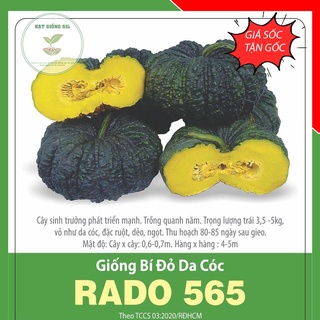 Hạt giống Bí đỏ da cóc trồng quanh năm , trái to , đặc ruột , dẻo , ngọt