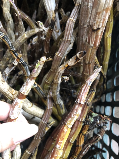 Lan báo hỷ 200g 45k đã xuống lá