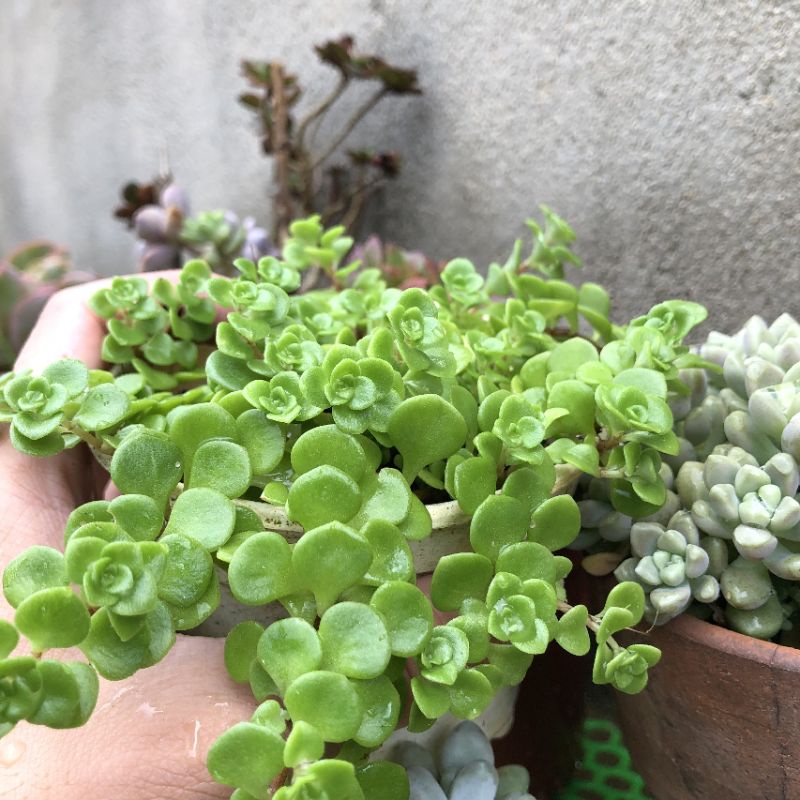 [ HÀNG MỚI VỀ ] 1 CHIẾC SEN ĐÁ SEDUM VẢY CÁ SIZE TRUNG XINH XẮN NHƯ CHIẾC CHỦ SHOP ❣️