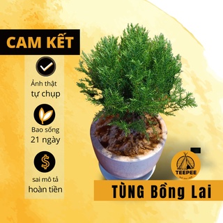 Cây cảnh để bàn tùng bồng lai mini trong nhà, văn phòng làm việc