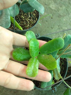CẨM CÙ LÁ VUÔNG