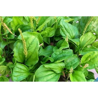 Gói hơn 50 hạt rau mã đề - NHÀ VƯỜN CÂY ĐU ĐỦ