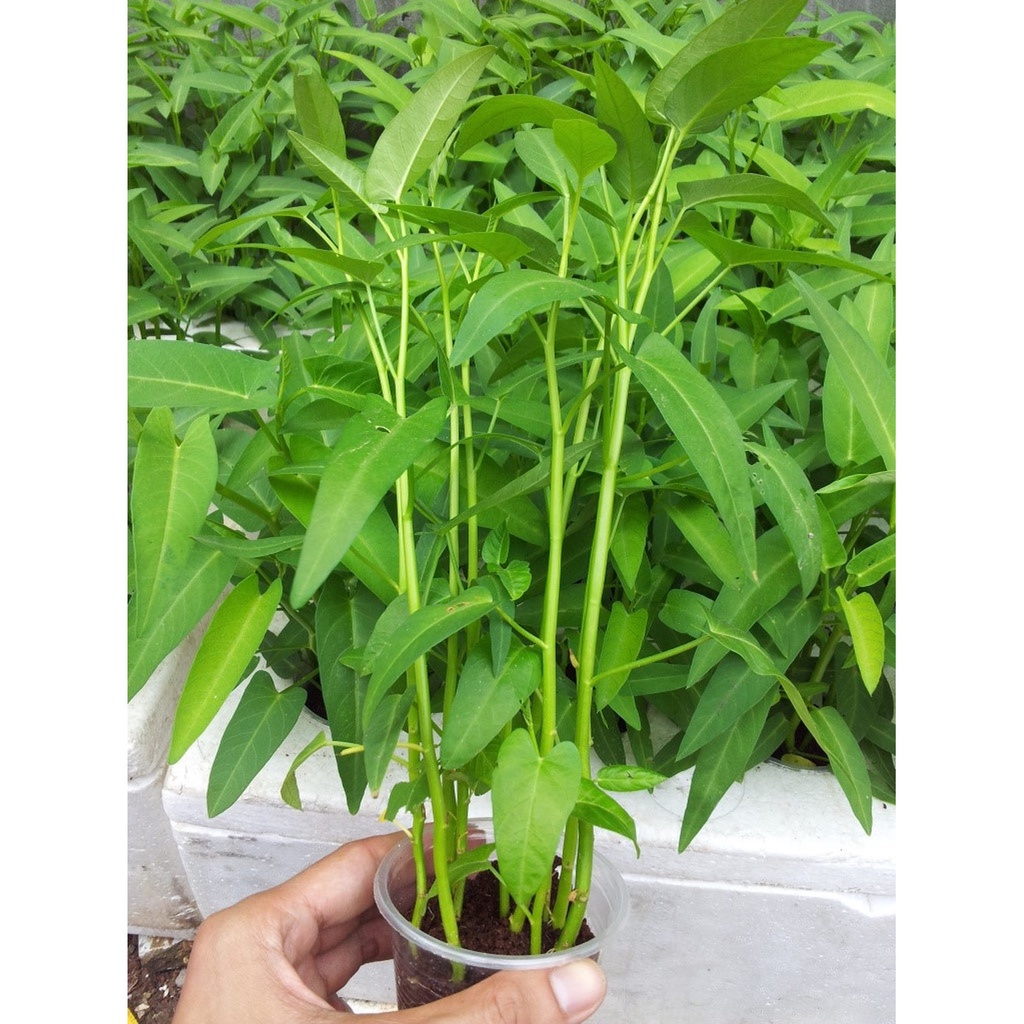 Hat giống rau muống cao sản lá tre KNS1176 - Gói 20gram