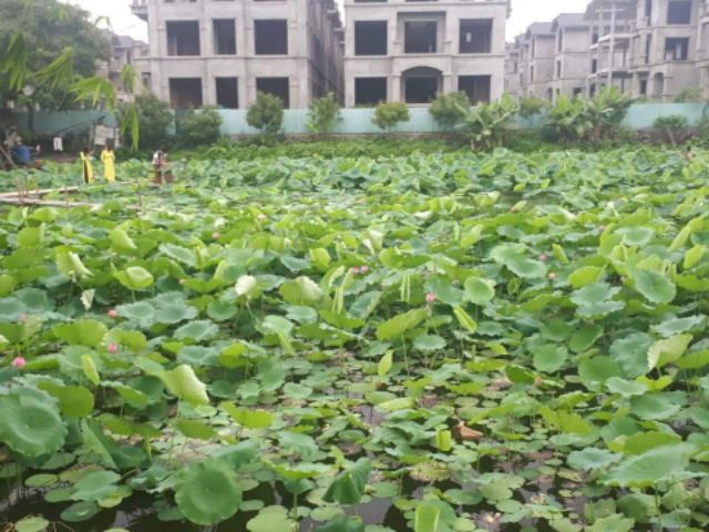 Trà Ướp Hoa Sen Hồ Tây Chính Hiệu!!!!!!😃😃😃😃😃