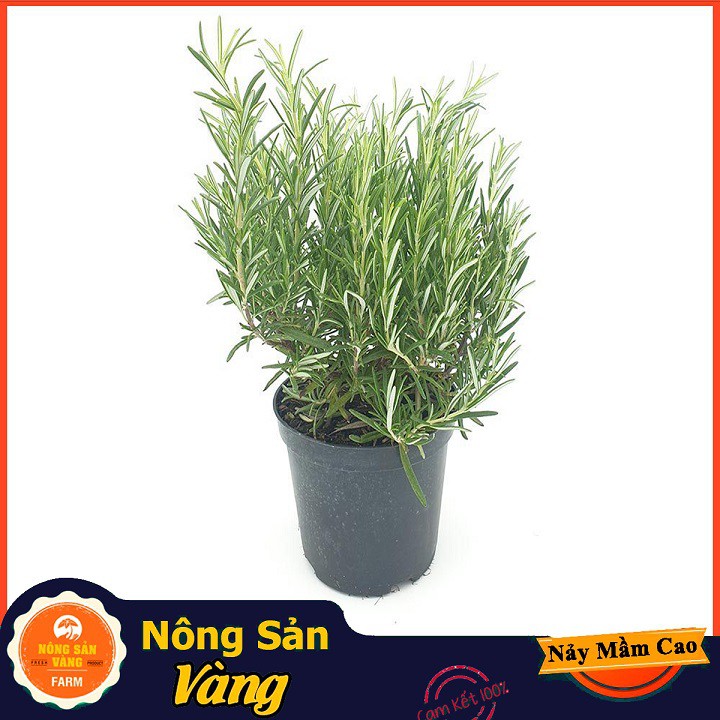 Hạt giống Cây Hương Thảo ( Gói 15 Hạt ) - Nông Sản Vàng